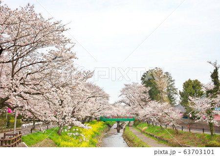 行屋川桜まつり 63703101