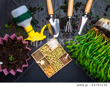 gardening tools, microgreens, seeds on wooden gardening tools, microgreens, seeds on wooden 63703230