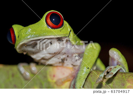 Red-eyed Tree Frog, Agalychnis callidryas 63704917
