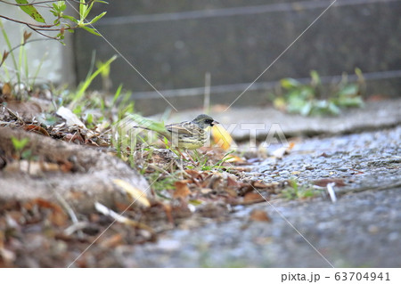 荒尾市　四ツ山神社　アオジ、 63704941