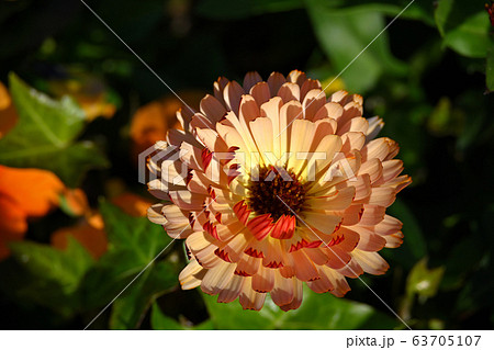 金盞花--きんせんか--2 金盞花--きんせんか--2 63705107