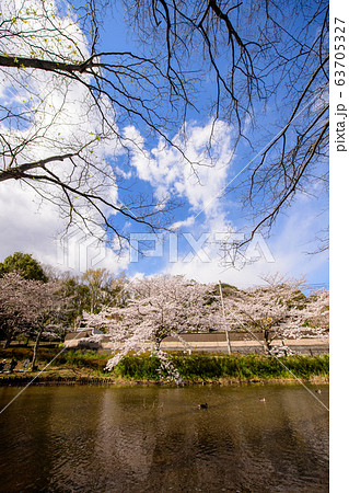 花島公園の桜と池の鴨。 63705327