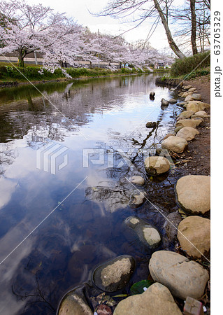 花島公園の桜と池の鴨。 花島公園の桜と池の鴨。 63705329