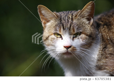 眩しそうな猫 眩しそうな猫 63705381