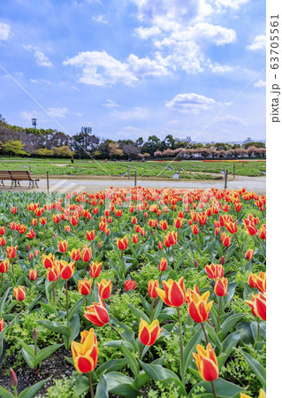 なばなの里　チューリップ 63705561