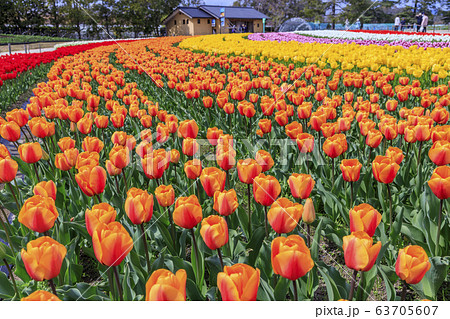 なばなの里 チューリップ なばなの里 チューリップ 63705607