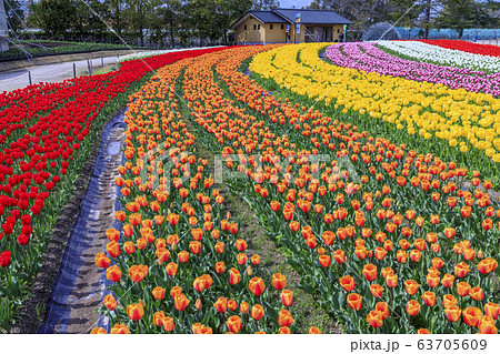 なばなの里　チューリップ 63705609