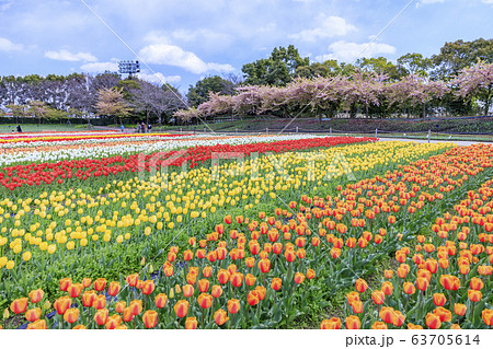 なばなの里 チューリップ なばなの里 チューリップ 63705614