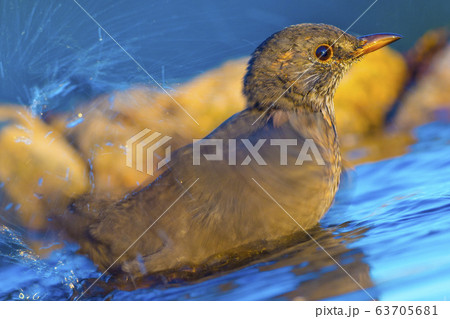 Blackbird, Turdus merula 63705681