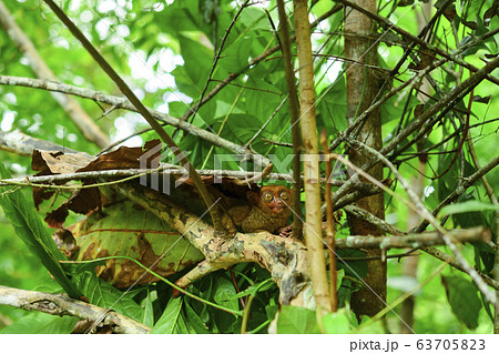 フィリピンのメガネザル　 63705823