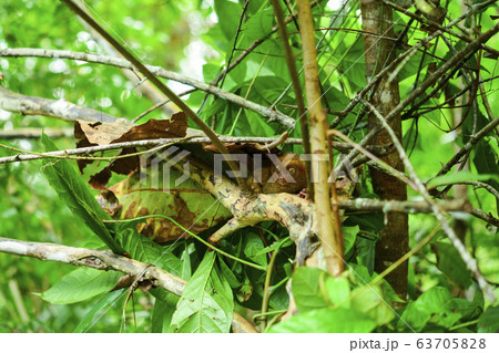 フィリピンのメガネザル の写真素材