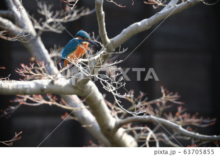 カワセミ9867 63705855