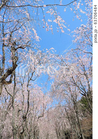 全国屈指のしだれ桜並木 世羅甲山ふれあいの里の写真素材