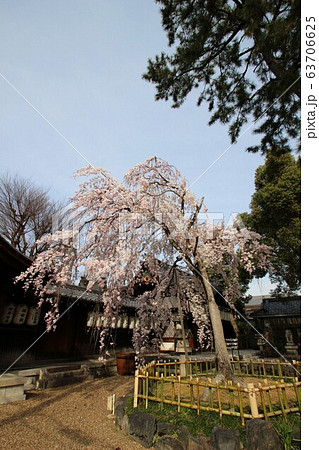 縣神社 63706625