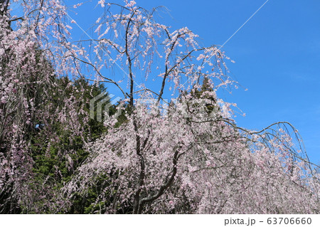 全国屈指のしだれ桜並木　世羅甲山ふれあいの里 63706660