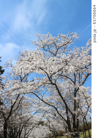全国屈指のしだれ桜並木 世羅甲山ふれあいの里 全国屈指のしだれ桜並木 世羅甲山ふれあいの里 63706664