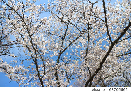 全国屈指のしだれ桜並木 世羅甲山ふれあいの里 全国屈指のしだれ桜並木 世羅甲山ふれあいの里 63706665
