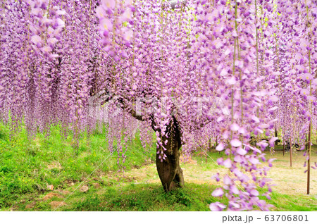 五大山　白毫寺に咲くフジの花 63706801