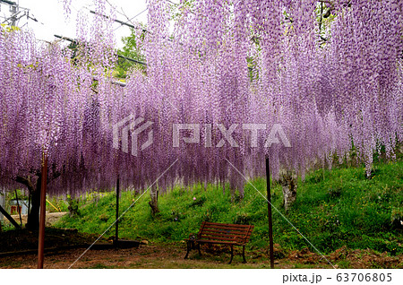 五大山 白毫寺に咲くフジの花 五大山 白毫寺に咲くフジの花 63706805