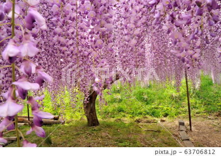 五大山　白毫寺に咲くフジの花 63706812