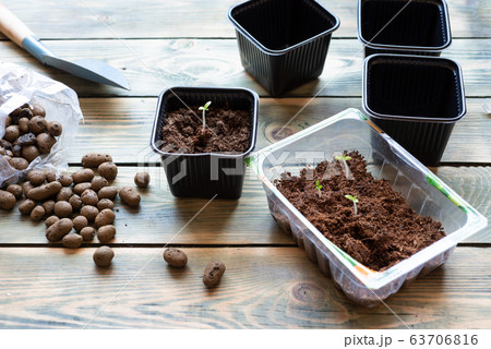 Transplanting tomato seedlings into pots on a wooden table. 63706816
