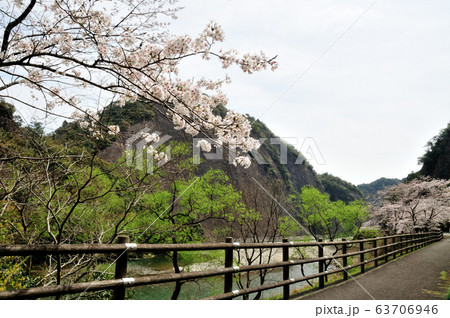 古座川の一枚岩に咲く桜 63706946