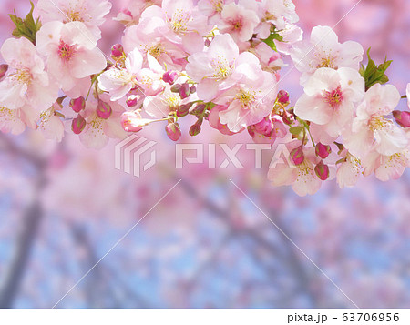 淡いピンクの河津桜のアップ 背景がふんわりぼやけた柔らかな雰囲気 の写真素材
