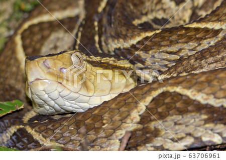Fer-de-lance Viper, Terciopelo Viper, Bothrops asper 63706961