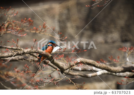 カワセミ555 カワセミ555 63707023