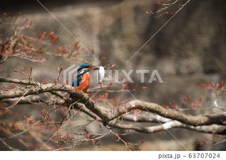 カワセミ562 63707024