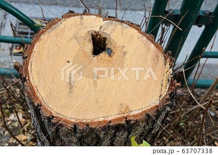 切り株 切り株 63707338