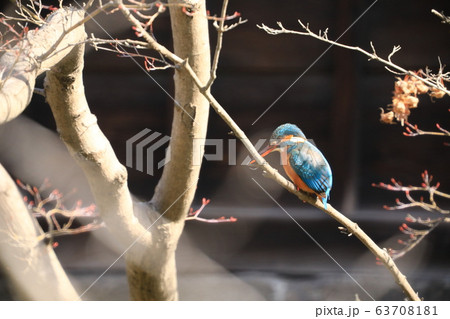 カワセミ391 63708181