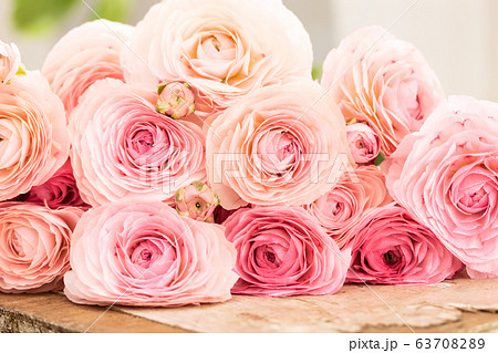 ラナンキュラスの写真素材 6370