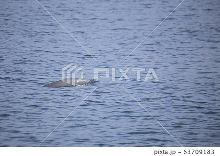 大牟田市　三池港　スナメリ、 63709183