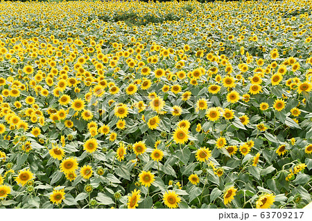 ひまわり 63709217