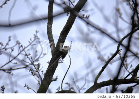 荒尾市　四ツ山神社　コゲラ、 63710268