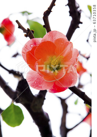 木瓜の花 カリン花 うめ 63710358