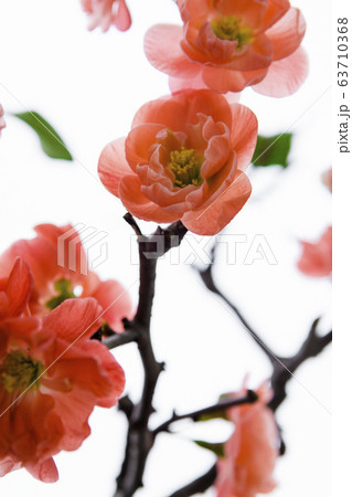 うめ 春告草 ソシンロウバイ 63710368