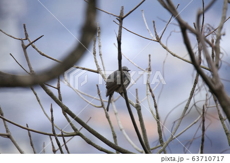 荒尾市 四ツ山神社 ヒヨドリ、 荒尾市 四ツ山神社 ヒヨドリ、 63710717