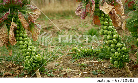 Brussels sprouts plant cabbages Brassica oleracea leaf vegetables bush harvest, winter form resistant frost garden farm field soil clay, popular Brussels, Belgium, farmer farming agricultural green Brussels sprouts plant cabbages Brassica oleracea leaf vegetables bush harvest, winter form resistant frost garden farm field soil clay, popular Brussels, Belgium, farmer farming agricultural green 63710983