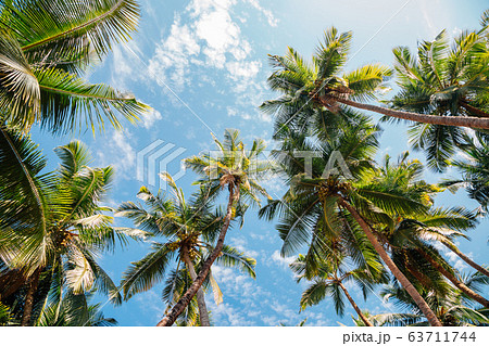 Palm trees under blue sky in Palolem beach, Goa, India 63711744
