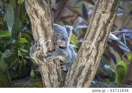 コアライメージ ユーカリの葉っぱを食べるコアラの赤ちゃんの写真素材