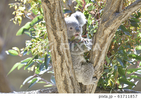 【コアライメージ】ユーカリの葉っぱを食べるコアラの赤ちゃん 63711857