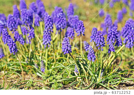 紫色のムスカリの花 紫色のムスカリの花 63712252