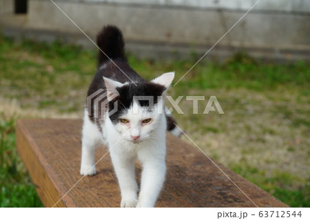 猫・野良猫・白黒・三月・母子家庭・まったりする 63712544