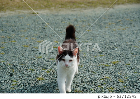 猫・野良猫・白黒・三月・母子家庭・まったりする 63712545