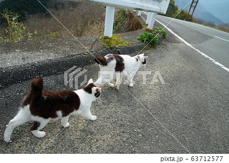 猫・野良猫・白黒・三月・母子家庭・まったりする 63712577