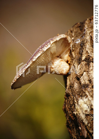 原木椎茸 63712776