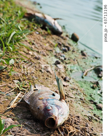 Dead Tilapia fishes by polluted water in natural lake. Dead Tilapia fishes by polluted water in natural lake. 63713196