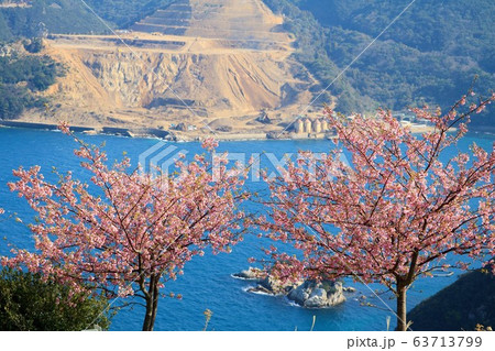 河津桜　四浦展望台からの風景 63713799